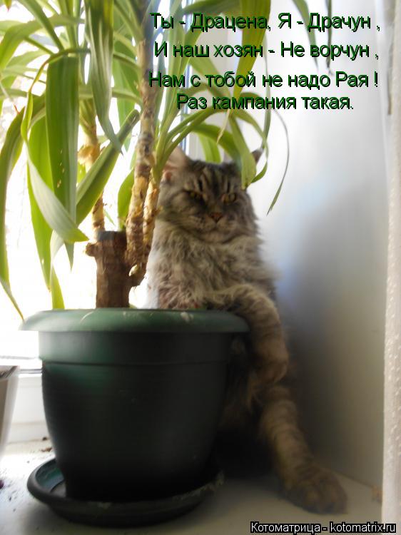 Котоматрица: Ты - Драцена, Я - Драчун , И наш хозян - Не ворчун , Нам с тобой не надо Рая ! Раз кампания такая.