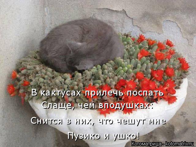 Котоматрица: В кактусах прилечь поспать Слаще, чем вподушках: Снится в них, что чешут мне Пузико и ушко!
