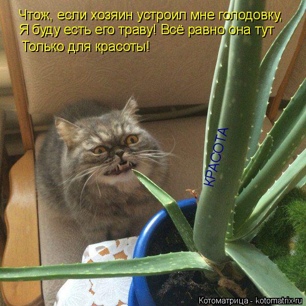 Котоматрица: Чтож, если хозяин устроил мне голодовку, Я буду есть его траву! Всё равно она тут Только для красоты! КРАСОТА