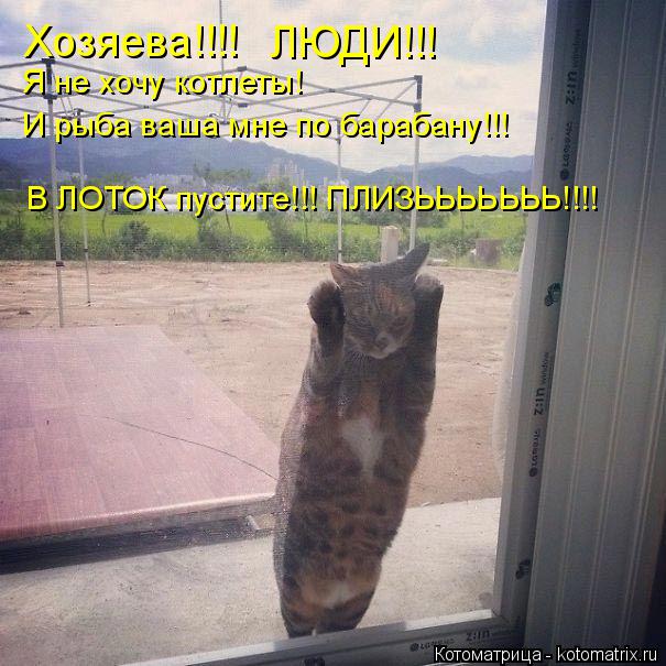 Котоматрица: Хозяева!!!! ЛЮДИ!!! Я не хочу котлеты!  И рыба ваша мне по барабану!!! В ЛОТОК пустите!!! ПЛИЗЬЬЬЬЬЬЬ!!!!
