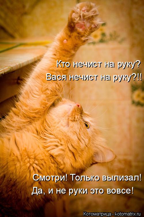 Котоматрица: Вася нечист на руку?!! Кто нечист на руку? Смотри! Только вылизал! Да, и не руки это вовсе!