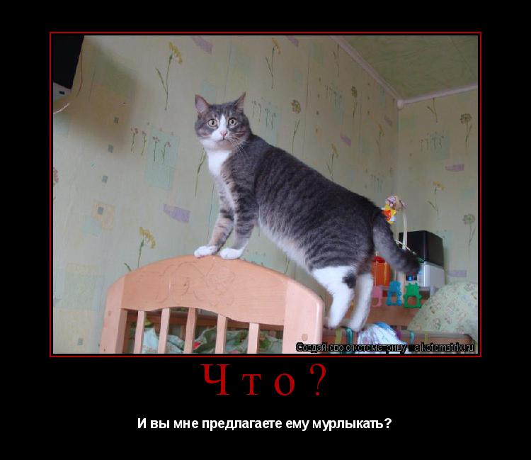 Котоматрица: Что? И вы мне предлагаете ему мурлыкать?