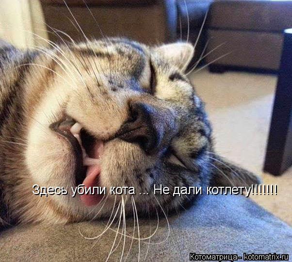 Котоматрица: Здесь убили кота ... Не дали котлету!!!!!!!