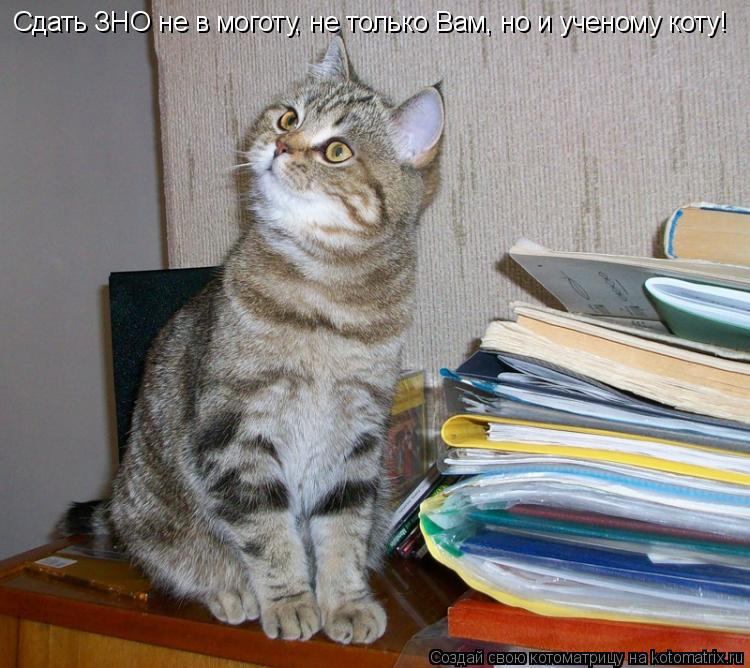 Котоматрица: Сдать ЗНО не в моготу, не только Вам, но и ученому коту!