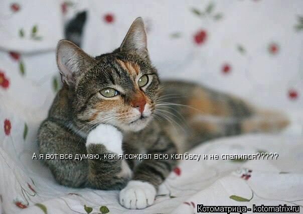 Котоматрица: А я вот все думаю, как я сожрал всю колбасу и не спалился?????