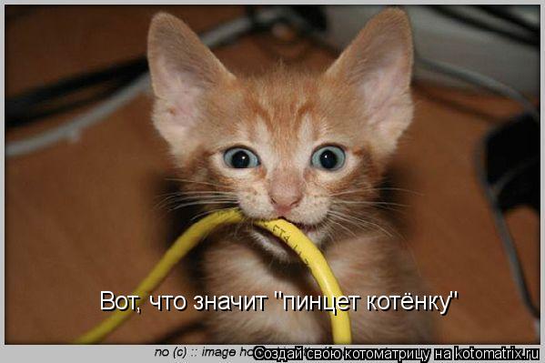 Котоматрица: Вот, что значит "пинцет котёнку"