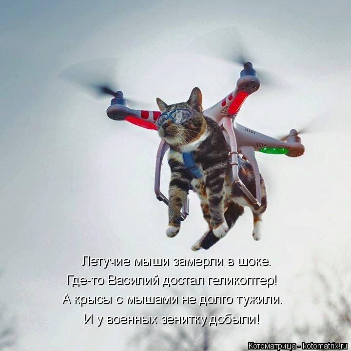 Котоматрица: Летучие мыши замерли в шоке. Где-то Василий достал геликоптер! А крысы с мышами не долго тужили. И у военных зенитку добыли!