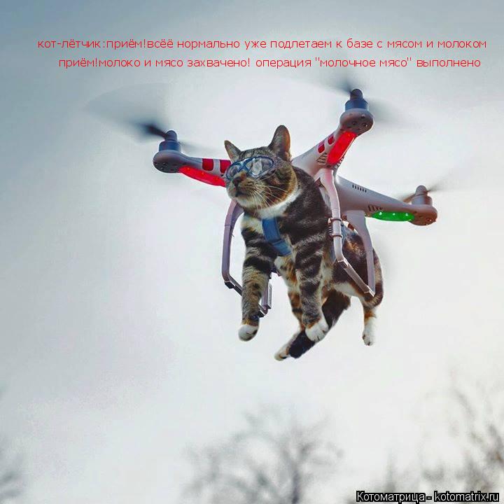 Котоматрица: кот-лётчик:приём!всёё нормально уже подлетаем к базе с мясом и молоком приём!молоко и мясо захвачено! операция "молочное мясо" выполнено