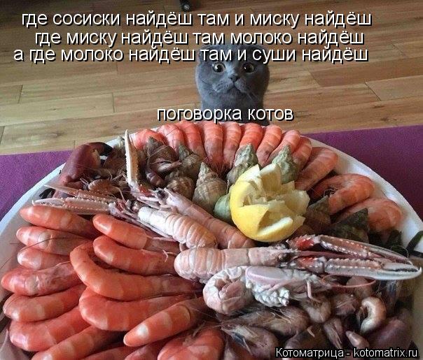 Котоматрица: где сосиски найдёш там и миску найдёш где миску найдёш там молоко найдёш а где молоко найдёш там и суши найдёш поговорка котов