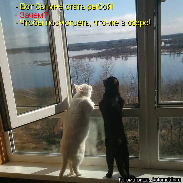 Котоматрица: - Вот бы мне стать рыбой! - Зачем? - Чтобы посмотреть, что-же в озере!