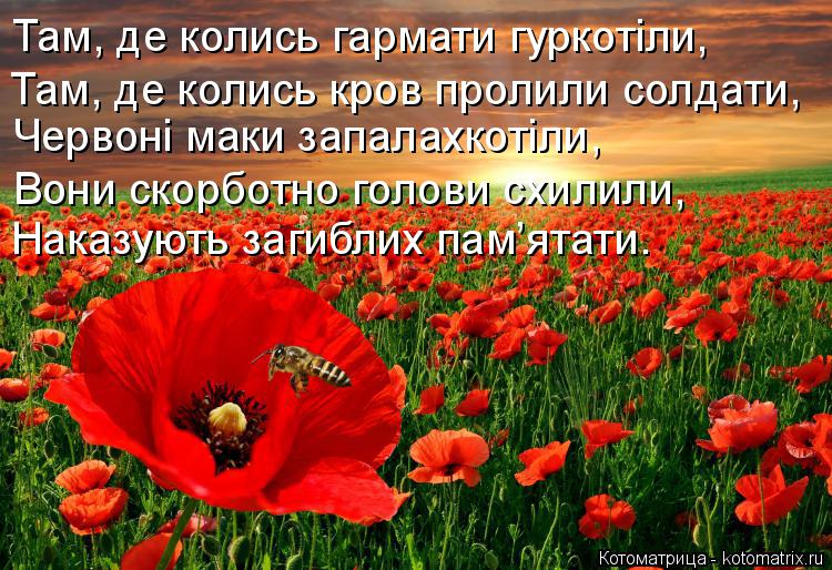 Котоматрица: Там, де колись гармати гуркотіли, Там, де колись кров пролили солдати, Червоні маки запалахкотіли, Вони скорботно голови схилили, Наказують 