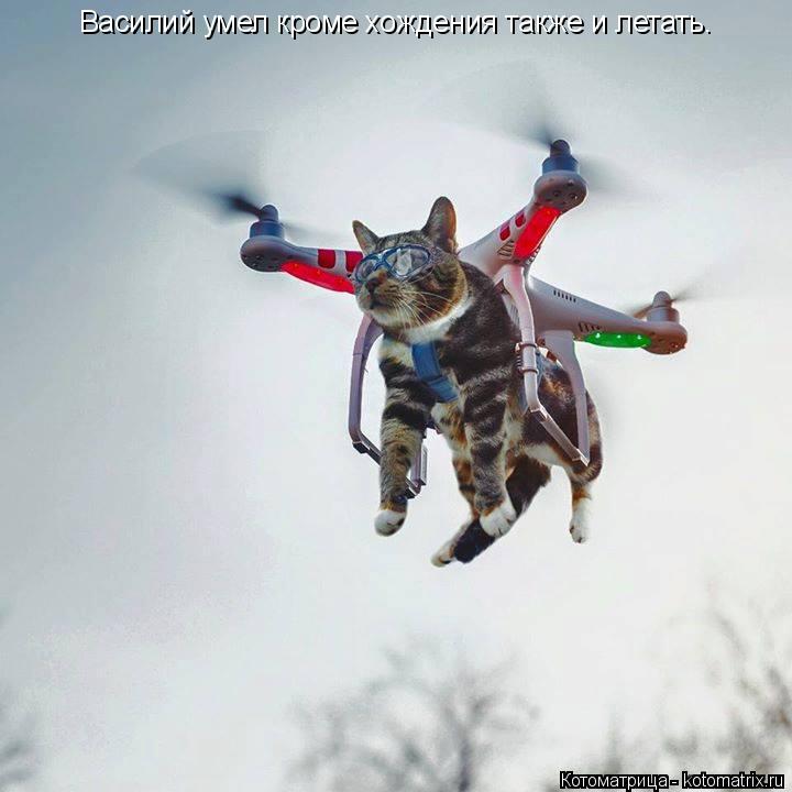 Котоматрица: Василий умел кроме хождения также и летать.