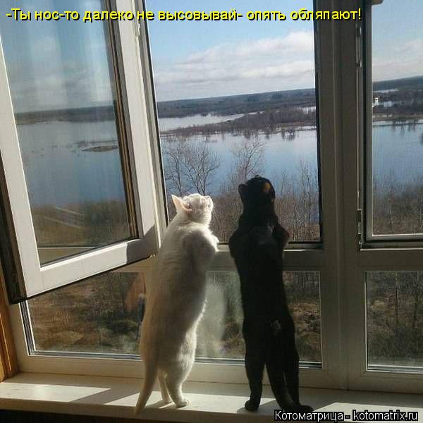 Котоматрица: -Ты нос-то далеко не высовывай- опять обляпают!
