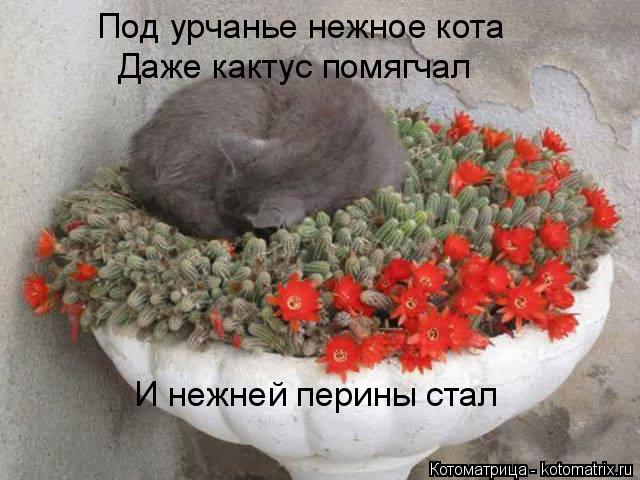 Котоматрица: Под урчанье нежное кота Даже кактус помягчал И нежней перины стал