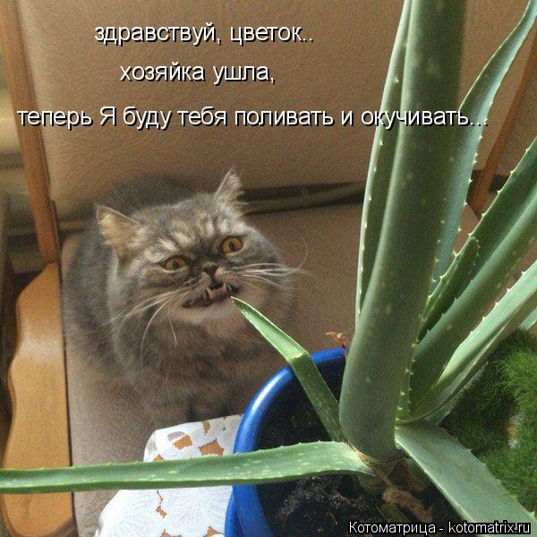 Котоматрица: здравствуй, цветок.. хозяйка ушла, теперь Я буду тебя поливать и окучивать...