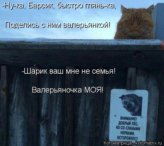 Котоматрица: Поделись с ним валерьянкой! -Шарик ваш мне не семья! Валерьяночка МОЯ! -Ну-ка, Барсик, быстро глянь-ка,