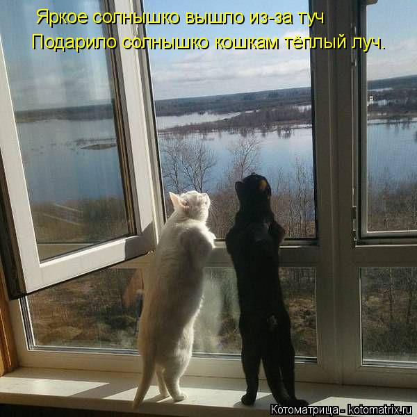 Котоматрица: Яркое солнышко вышло из-за туч Подарило солнышко кошкам тёплый луч.