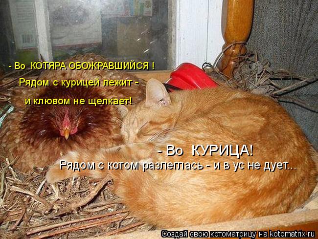 Котоматрица: - Во  КОТЯРА ОБОЖРАВШИЙСЯ ! Рядом с котом разлеглась - и в ус не дует... Рядом с курицей лежит -  и клювом не щелкает! - Во  КУРИЦА!