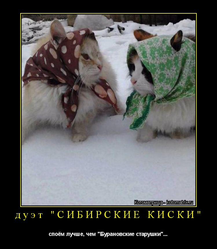 Котоматрица: дуэт "СИБИРСКИЕ КИСКИ" споём лучше, чем "Бурановские старушки"...