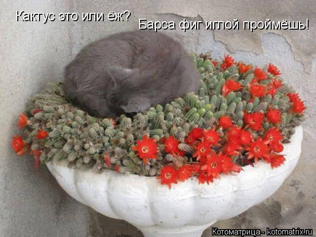 Котоматрица: Кактус это или ёж? Барса фиг иглой проймёшь!