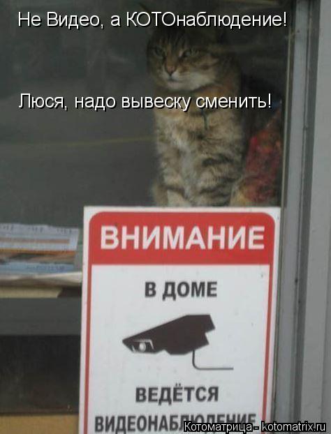Котоматрица: Не Видео, а КОТОнаблюдение! Люся, надо вывеску сменить!