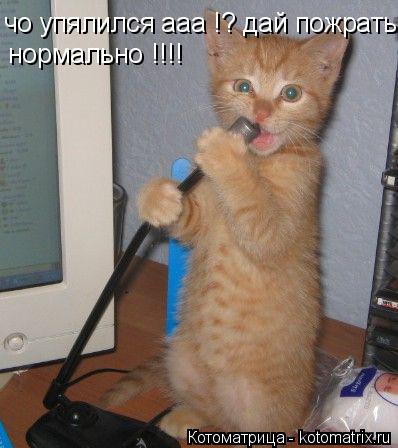 Котоматрица: чо упялился ааа !? чо упялился ааа !? дай пожрать нормально !!!! нормально !!!!