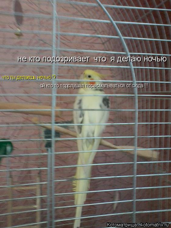 Котоматрица: не кто подозривает  что  я делаю ночью что ты делаешь ночью !? ой кто то подслушал пора сматываться от сюда !!!