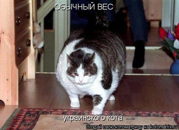 Котоматрица: ОБЫЧНЫЙ ВЕС украинского кота