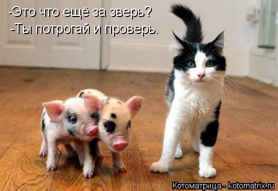 Котоматрица: -Это что ещё за зверь? -Ты потрогай и проверь.