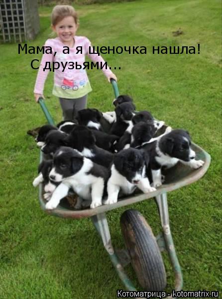 Котоматрица: Мама, а я щеночка нашла! С друзьями...