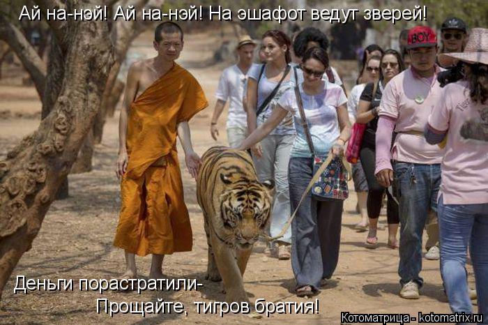 Котоматрица: Ай на-нэй! Ай на-нэй! На эшафот ведут зверей! Деньги порастратили- Прощайте, тигров братия!