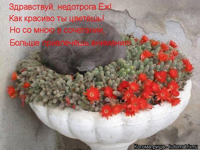 Котоматрица: Здравствуй, недотрога Ёж! Как красиво ты цветёшь! Но со мною в сочетании,  Больше привлечёшь внимания!
