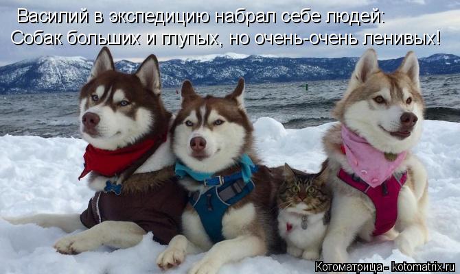 Котоматрица: Василий в экспедицию набрал себе людей: Собак больших и глупых, но очень-очень ленивых!