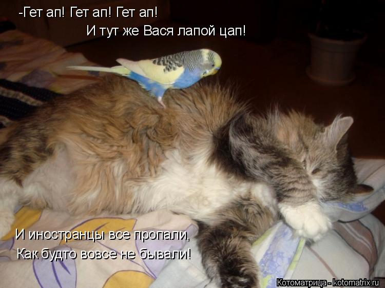 Котоматрица: -Гет ап! Гет ап! Гет ап! И тут же Вася лапой цап! И иностранцы все пропали, Как будто вовсе не бывали!