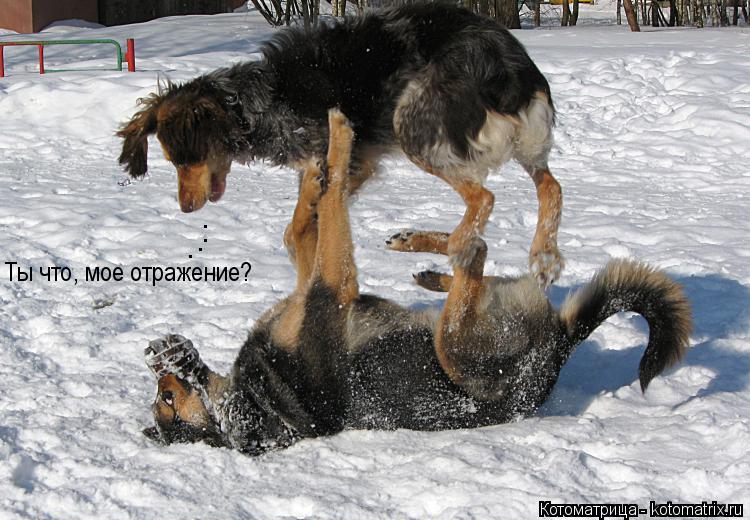 Котоматрица: Ты что, мое отражение? . . . .