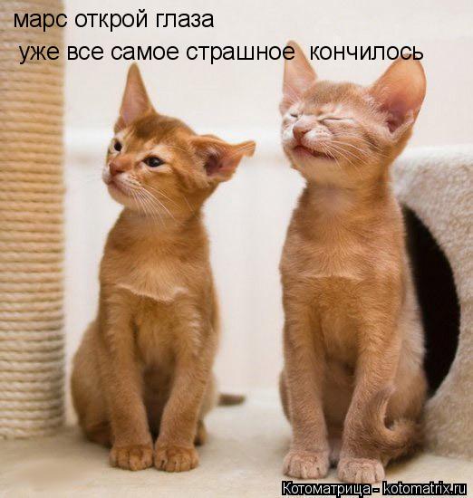 Котоматрица: марс открой глаза  уже все самое страшное  кончилось