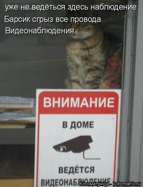 Котоматрица: уже не ведёться здесь наблюдение  Барсик сгрыз все провода Видеонаблюдения