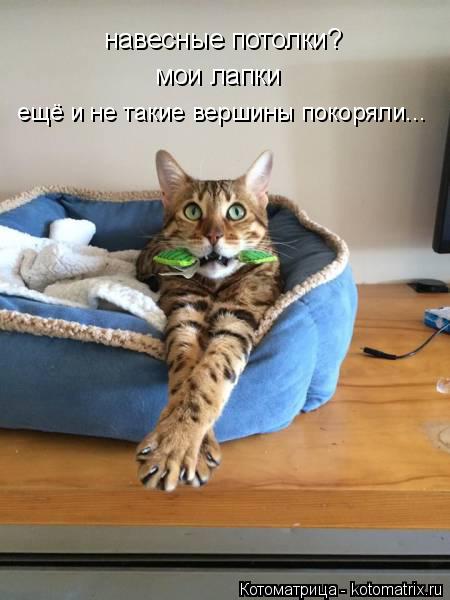 Котоматрица: навесные потолки? мои лапки  ещё и не такие вершины покоряли...