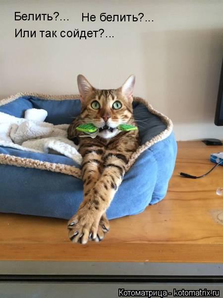 Котоматрица: Белить?... Не белить?... Или так сойдет?...