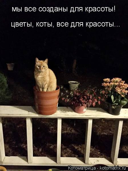 Котоматрица: мы все созданы для красоты! цветы, коты, все для красоты...