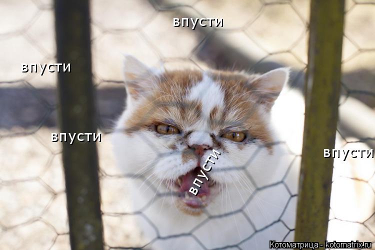Котоматрица: впусти  впусти  впусти  впусти  впусти