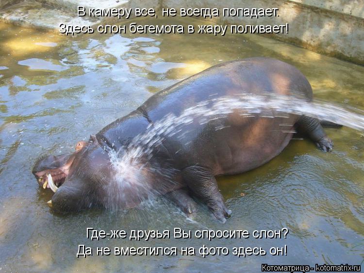 Котоматрица: В камеру все, не всегда попадает. Здесь слон бегемота в жару поливает! Где-же друзья Вы спросите слон? Да не вместился на фото здесь он!