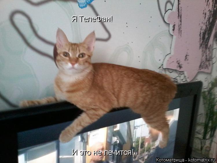 Котоматрица: Я ТелеФан!  И это не лечится!