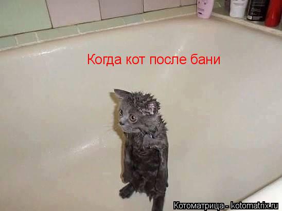 Котоматрица: Когда кот после бани