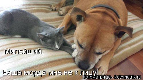Котоматрица: Милейший, Ваша морда мне не к лицу!