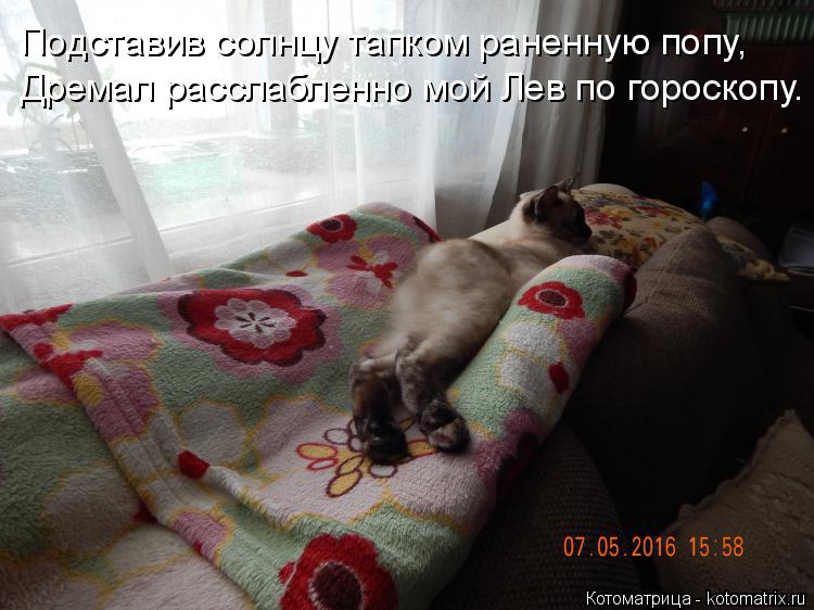 Подставив солнцу тапком раненную попу, Дремал расслабленно мой Лев по гороскопу.... Котоматрица: Подставив солнцу тапком раненную попу, Дремал расслабленно мой Лев по гороскопу.