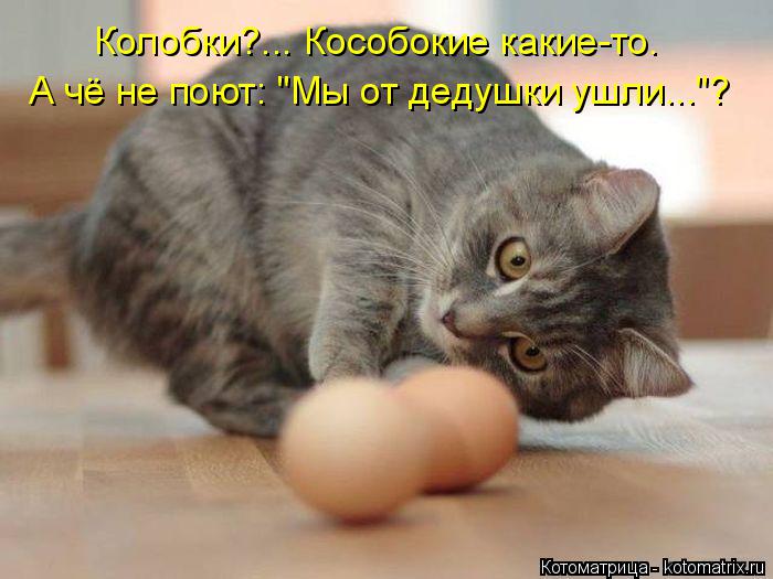 Котоматрица: Колобки?... Кособокие какие-то. А чё не поют: "Мы от дедушки ушли..."?