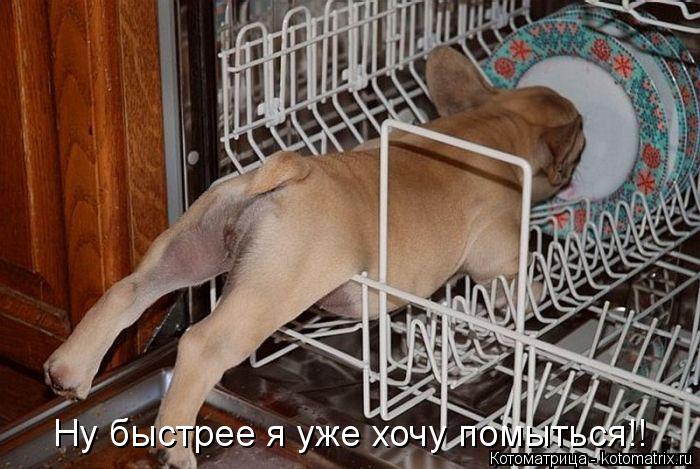 Котоматрица: Ну быстрее я уже хочу помыться!!