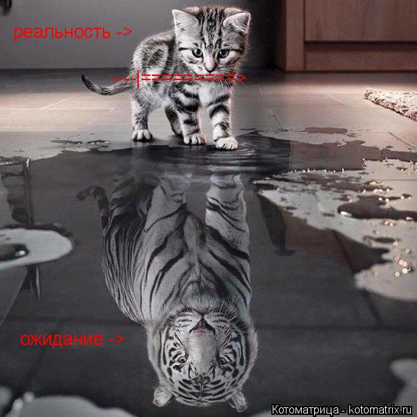 Котоматрица: ожидание -> реальность -> ----|=========>