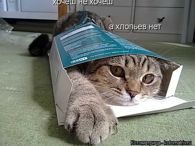 Котоматрица: хочеш не хочеш  а хлопьев нет